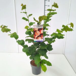 Corylus Corylus maxima 'Cosford' 80-100C5
(1 Plants/Order)(23cmP 100cmH)