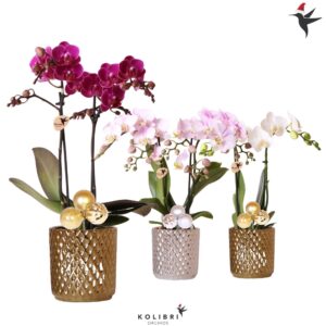 Phalaenopsis Multiflora mix 2 spike in Diamond Pot mix Xmas
(8 Plants/Order)(9cmP 40cmH)