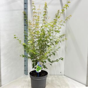 Acer palmatum Bi-Hoo'
(1 Plants/Order)(29cmP 140cmH)