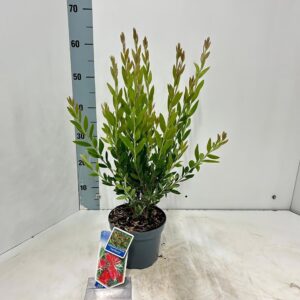 Callistemon citrinus Splen viminalis INFERNO ('Yanferno'PBR)
(1 Plants/Order)(17cmP 65cmH)