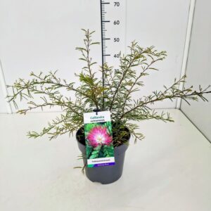 schrub Calliandra surinamensis Di Calliandra surinamensis 40-50C5
(1 Plants/Order)(23cmP 60cmH)