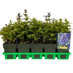 Nepeta Neptune kubanica P11
(10 Plants/Order)(11cmP 25cmH)