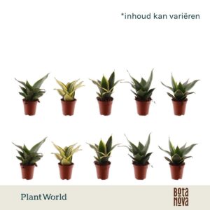 Sansevieria Tiny Sanny mix
(20 Plants/Order)(6cmP 10cmH)