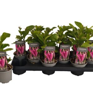 Magnolia Susan P10,5
(12 Plants/Order)(10cmP 30cmH)