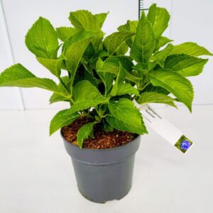 Hydrangea macrophylla Bodensee Hydrangea macr. 'Bodensee' 30-40C5
(1 Plants/Order)(23cmP 50cmH)