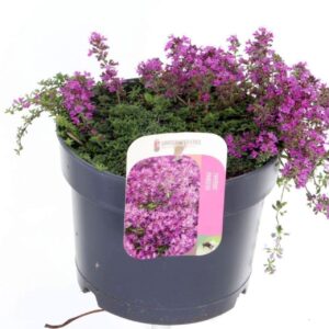 Thymus praecox Purpurteppich Red Carpet
(6 Plants/Order)(17cmP 20cmH)