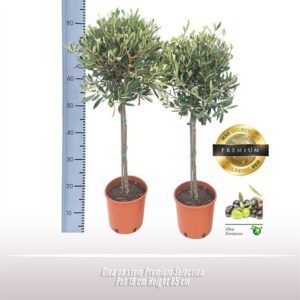 Olea europaea op stam Premium Selection
(3 Plants/Order)(19cmP 85cmH)