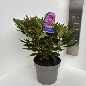 Rhododendron Marcel Menard (p)
(1 Plants/Order)(23cmP 45cmH)