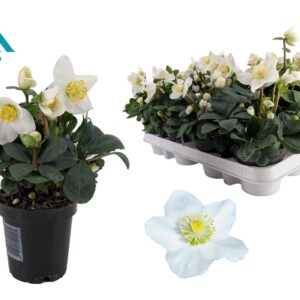 Helleborus niger Christmas Carol 9 cm Large
(12 Plants/Order)(9cmP 14cmH)