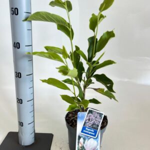 Magnolia soulangeana
(1 Plants/Order)(17cmP 50cmH)