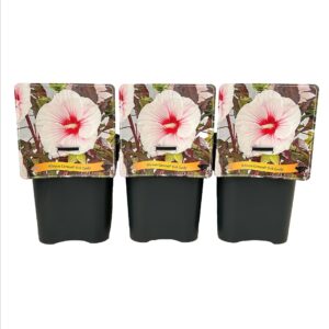 Hibiscus Moscheutos Caroussel Pink Candy C5
(1 Plants/Order)(21cmP 35cmH)