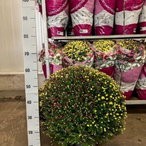 Chrysanthemum (Indicum Grp) mixkar TRICOLOR P21
(1 Plants/Order)(21cmP 55cmH)