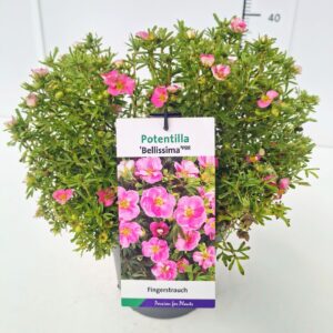 Potentilla Bellissima Potentilla frut. 'Bellissima' 25-30C3
(1 Plants/Order)(19cmP 45cmH)