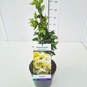 Chaenomeles speciosa Chaenomeles spec. 'Lemon Sorbet' 40-50C5
(1 Plants/Order)(22cmP 50cmH)