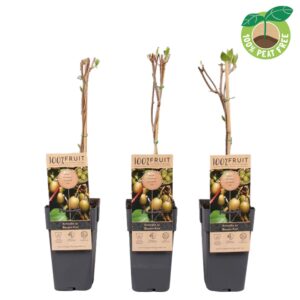 Actinidia arguta Bayern-Kiwi'
(10 Plants/Order)(15cmP 50cmH)