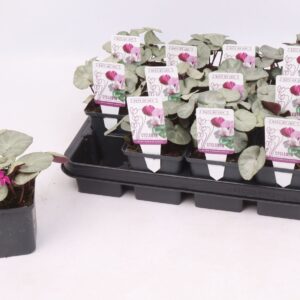 Cyclamen coum Cyclamen coum silverleaf dark pink 9 cm
(12 Plants/Order)(9cmP 10cmH)