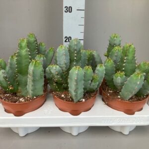 Euphorbia resinifera Euphorbia Resinifera
(8 Plants/Order)(12cmP 15cmH)