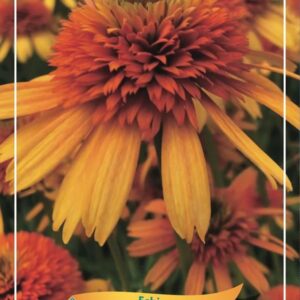 Echinacea other Irresistible' P11
(10 Plants/Order)(11cmP 25cmH)
