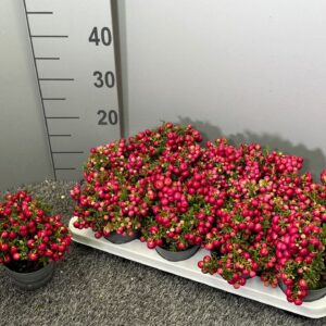 Gaultheria Pernettya red
(12 Plants/Order)(10.5cmP 20cmH)