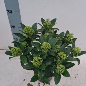 Skimmia White Globe 13 cm 13+ Flower
(8 Plants/Order)(13cmP 30cmH)