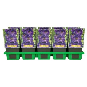 Delphinium Pacific Giant Black Knight' P11
(10 Plants/Order)(11cmP 25cmH)