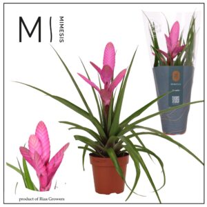 Tillandsia Antonio Tillandsia Antonio - 12cm | Mimesis
(10 Plants/Order)(12cmP 38cmH)