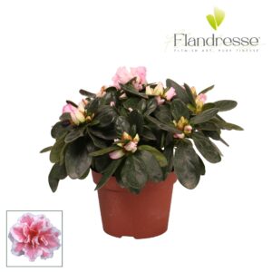 Rhododendron Hulsten Azalea Flandresse® 'bont' 17+ cm
(12 Plants/Order)(10.5cmP 17cmH)