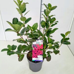 Aronia arbutifolia Brilliant' 50-60C5
(1 Plants/Order)(23cmP 70cmH)