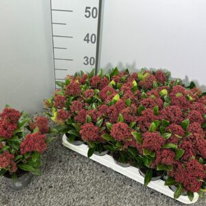 Skimmia Rubesta japonica
(15 Plants/Order)(10.5cmP 30cmH)