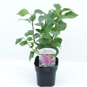 Syringa Andenken an Ludwig vulg. Späth
(6 Plants/Order)(17cmP 45cmH)