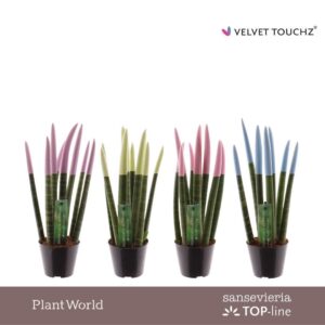 Sansevieria Cylindrica VELVET TOUCHZ® Pastel mix
(12 Plants/Order)(8.5cmP 30cmH)