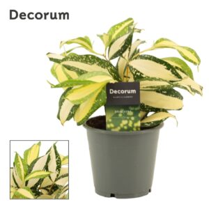 Dracaena Milky Way 12 cm
(10 Plants/Order)(12cmP 25cmH)