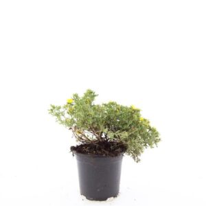 Potentilla fruticosa Kobold
(8 Plants/Order)(14cmP 25cmH)