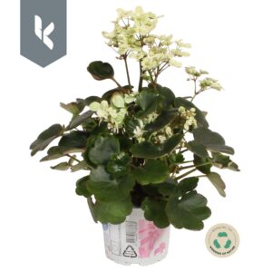 Saxifraga other red Dancing Pixies Tracy
(8 Plants/Order)(12cmP 25cmH)
