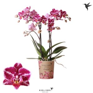 Phalaenopsis Multiflora Diamond Thailand 2 spike
(12 Plants/Order)(9cmP 40cmH)