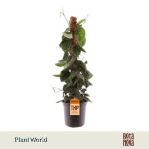 Scindapsus Argyraeus Scindapsus Pictus Mosstok
(6 Plants/Order)(16cmP 60cmH)