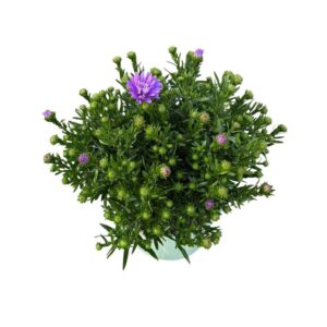 Aster (Novi-belgii Grp) Henri I Pur Henry
(1 Plants/Order)(17cmP 40cmH)