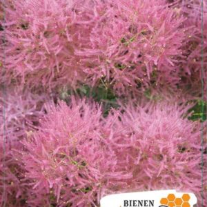 Cotinus coggygria Cotinus cog. 'Smokey Joe' 40-50C5
(1 Plants/Order)(23cmP 50cmH)