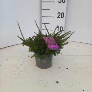 Erica Darley Kramer's Rote'
(10 Plants/Order)(12cmP 10cmH)