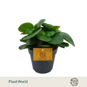 Peperomia Obtusifolia Red Canyon 12cm
(8 Plants/Order)(12cmP 20cmH)