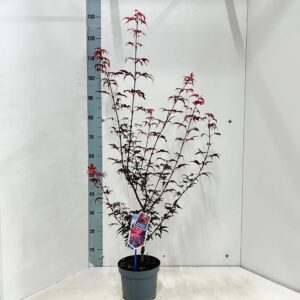 Acer palmatum Skeeters Broom
(1 Plants/Order)(19cmP 130cmH)