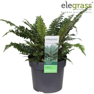 Polystichum setiferum neolobatum P19
(1 Plants/Order)(19cmP 50cmH)