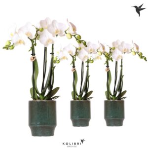 Phalaenopsis Multiflora white 3 spike in Classy Pot green
(8 Plants/Order)(9cmP 40cmH)