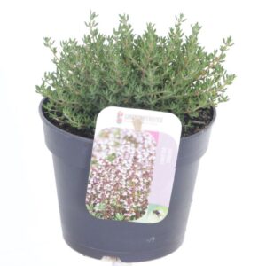 Thymus vulgaris Compactus Precompa
(8 Plants/Order)(13cmP 15cmH)