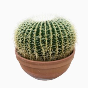 Echinocactus grusonii
(1 Plants/Order)(40cmP 40cmH)