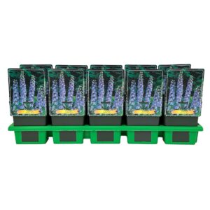 Delphinium Summer Skie
(10 Plants/Order)(11cmP 25cmH)