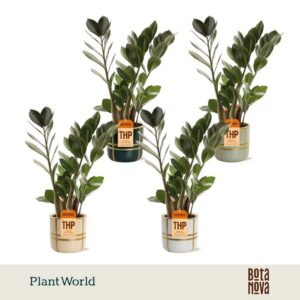 Zamioculcas zamiifolia Zamioculcas in Lauri Ceramics
(6 Plants/Order)(12cmP 45cmH)