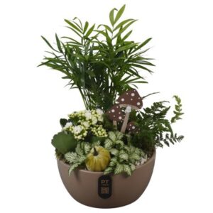 Arrangement kamer PTHI3250 Arrangement Autumn Indoor in Ceramics schaal
(4 Plants/Order)(18cmP 35cmH)