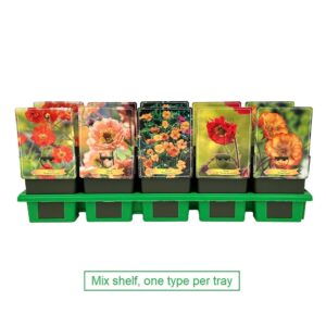 Geum rivale mix Laag P11 
(10 Plants/Order)(11cmP 25cmH)