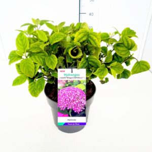 Hydrangea arborescens Hydrangea arb. 'Candybelle ® Winegum' 40-50C5
(1 Plants/Order)(22cmP 60cmH)